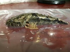 Odontobutis potamophilus