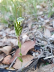 Pterostylis striata