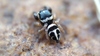 Pellenes iva - Photo (c) Shashikanth B Kambannavar, some rights reserved (CC BY-NC), uploaded by Shashikanth B Kambannavar