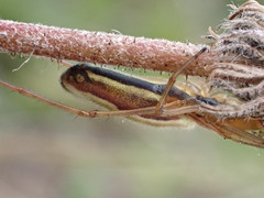 Tetragnatha montana