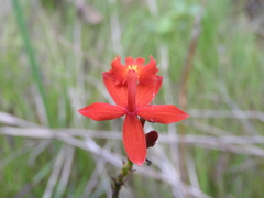 Epidendrum radicans