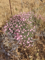 Convolvulus dorycnium