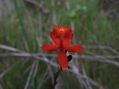 Epidendrum radicans