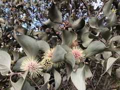 Hakea petiolaris