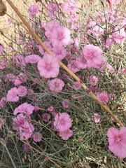 Convolvulus dorycnium