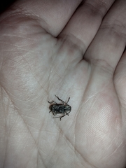 Leptostylus transversus