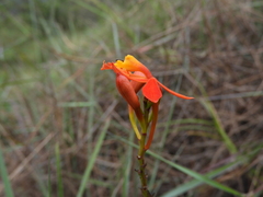 Epidendrum radicans