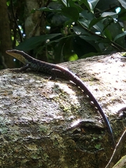 Emoia tuitarere
