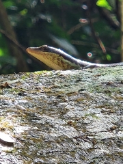 Emoia tuitarere