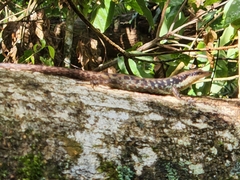 Emoia tuitarere