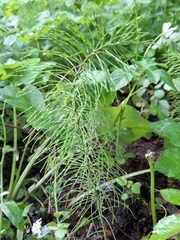 Equisetum pratense image