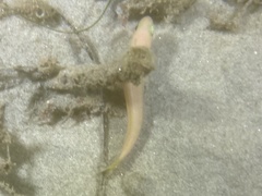 Caulolatilus princeps