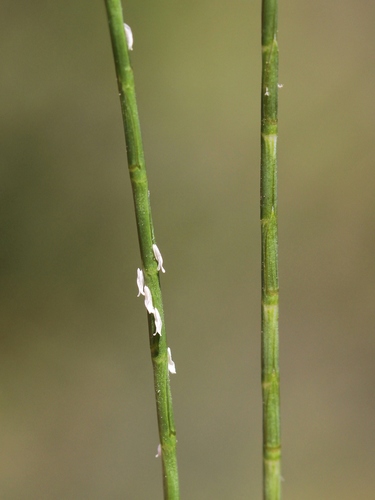 Hainardia cylindrica iNat (2)