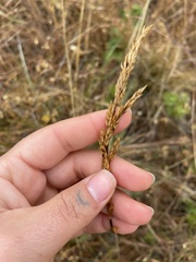 Deschampsia cespitosa holciformis