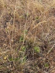 Deschampsia cespitosa holciformis