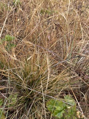 Deschampsia cespitosa holciformis
