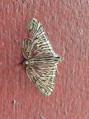 Glyphodes multilinealis