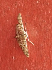 Glyphodes multilinealis