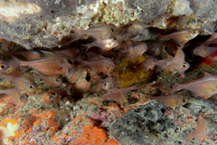 Pempheris adspersa