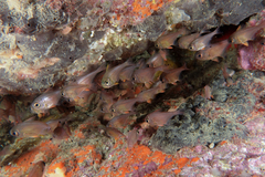 Pempheris adspersa