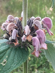 Phlomis samia
