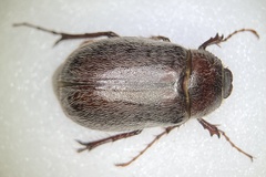 Phyllophaga crenulata