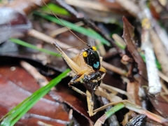 Paralobaspis