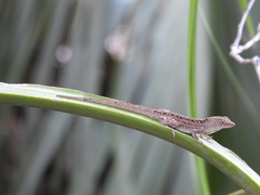 Anolis sagrei