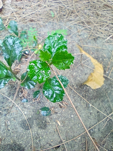 Ehretia microphylla