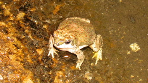 iNaturalist observation photo of Red-spotted Toad