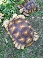 Centrochelys