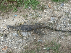 Varanus salvator celebensis