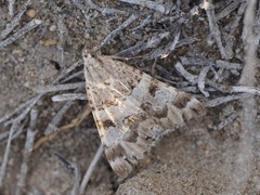 Drasteria flexuosa