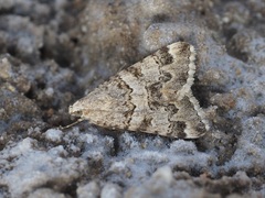 Drasteria flexuosa