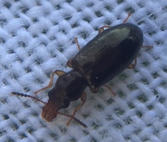 Salpingus planirostris