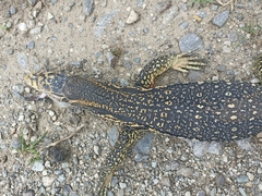 Varanus salvator celebensis