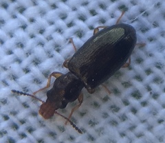 Salpingus planirostris