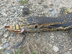 Varanus salvator celebensis