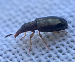 Salpingus planirostris