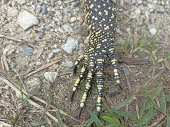 Varanus salvator celebensis