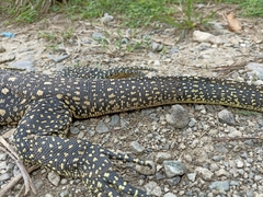 Varanus salvator celebensis