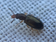 Salpingus planirostris