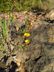 Bossiaea heterophylla