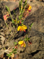 Bossiaea heterophylla