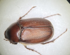 Phyllophaga crassissima