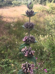 Phlomis samia