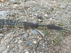 Varanus salvator celebensis