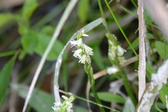 Spiranthes lucida