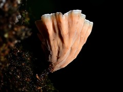 Podoscypha petalodes image