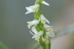 Spiranthes lucida